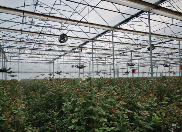 云南某玫瑰花種植基地 云南某玫瑰花種植基地